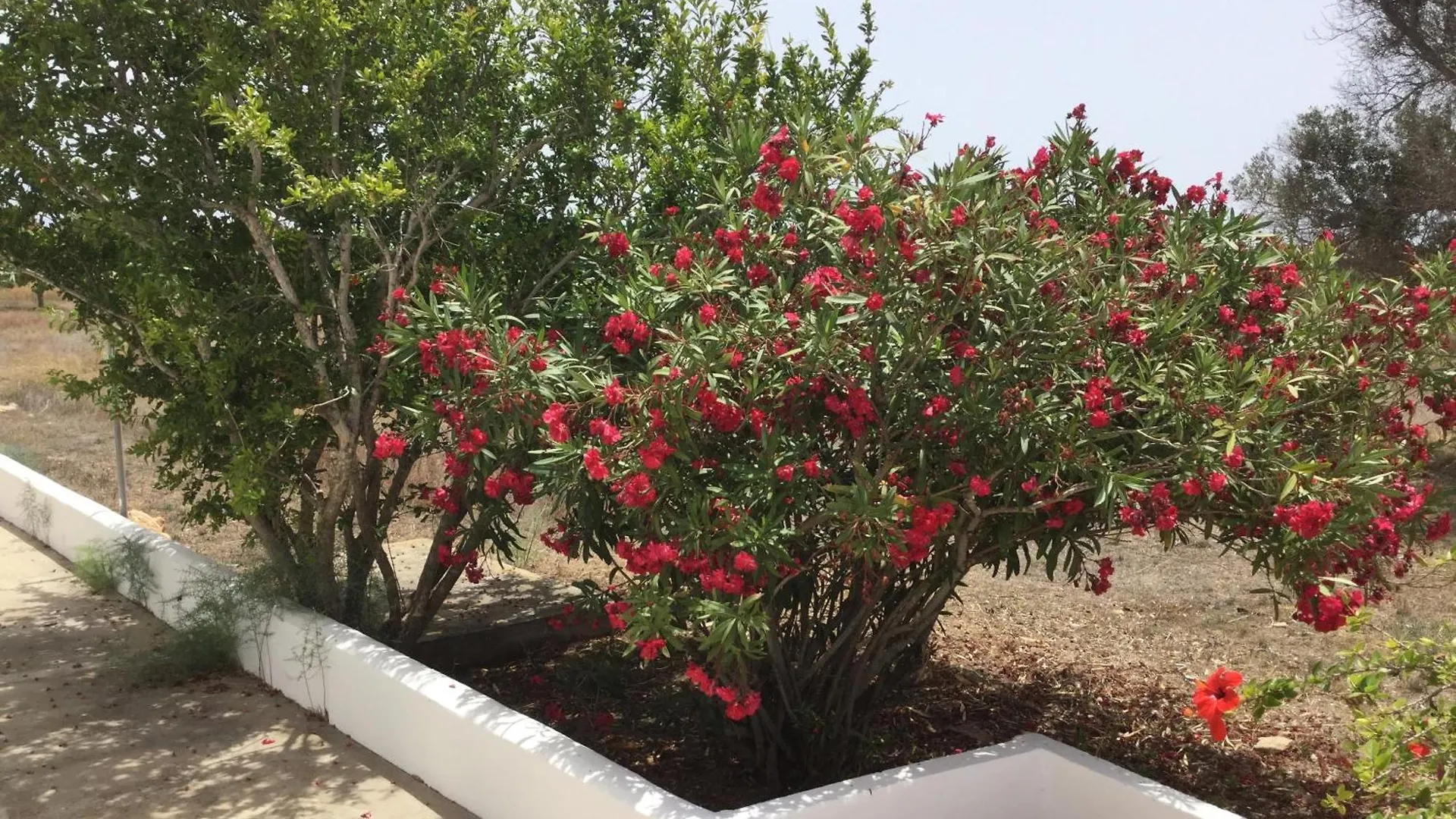 Ca Sa Gueela Βίλα La Savina  Σπίτι διακοπών La Savina (Formentera)